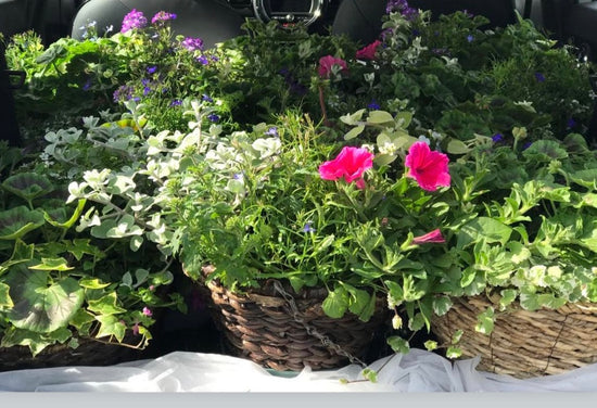 Summer Hanging Basket Workshop Sat 21st June 2025 10am - 11.30pm