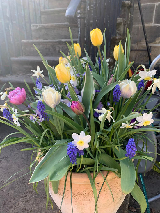 Bulb Lasagne Workshop - Sunday 26th October 2025, 11am -1pm @ JESMOND STORE