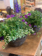 Summer Planting Workshop Sunday 11th May 2025 at WHEELBIRKS from 11.30am