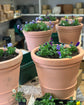 Bulb Lasagne Workshop - Sunday 26th October 2025, 11am -1pm @ JESMOND STORE