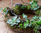 Living Wreath Saturday 21st September 2024 1pm - 3pm