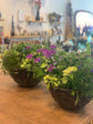 Summer Planting Workshop Sunday 11th May 2025 at WHEELBIRKS from 11.30am