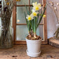 Daffodils in ceramic pot with saucer