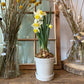 Daffodils in ceramic pot with saucer